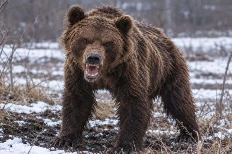 У лыжной базы в Чуприяновке под Тверью заметили свежие следы медведя