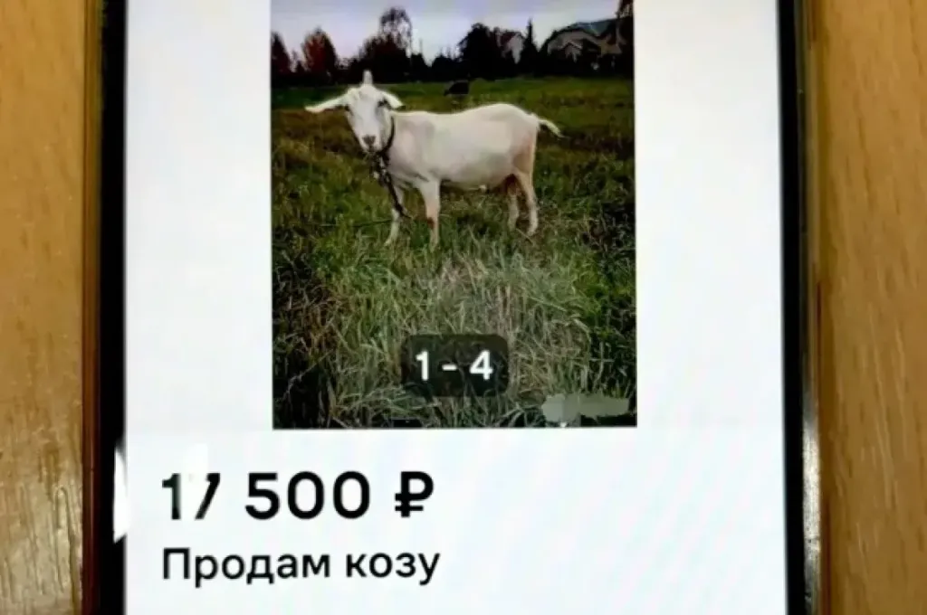 В Твери мошенница обманула женщину при продаже козы